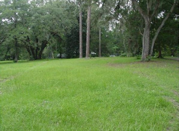 A low-maintenance bahiagrass lawn with seed heads visible.