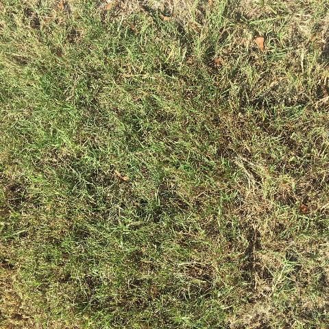 Common bermudagrass.