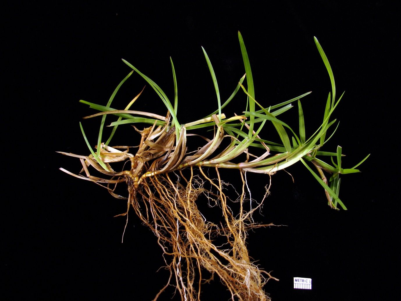 Centipedegrass spreads by aboveground stems called stolons.