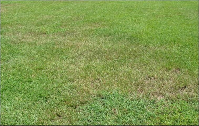 Signs of nematode damage in St. Augustinegrass.