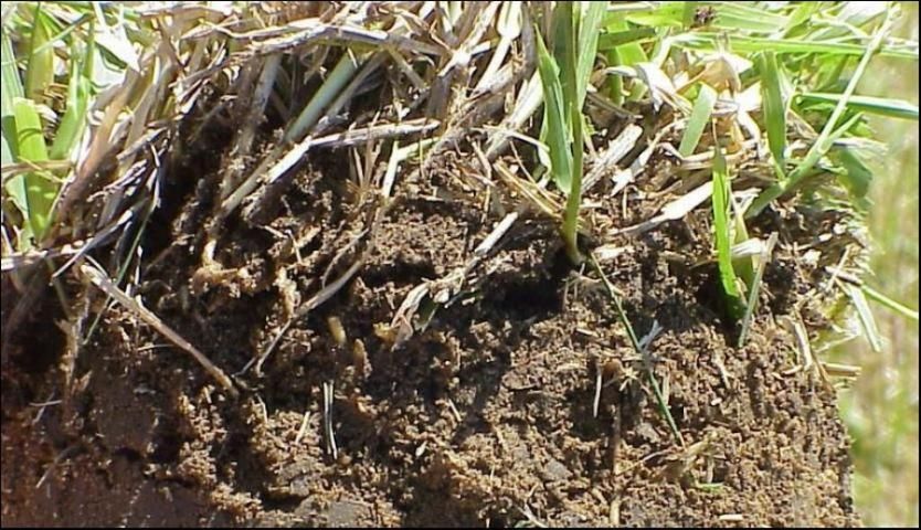 Thatch layers can develop in St. Augustinegrass, especially when fertilization or irrigation rates are high.