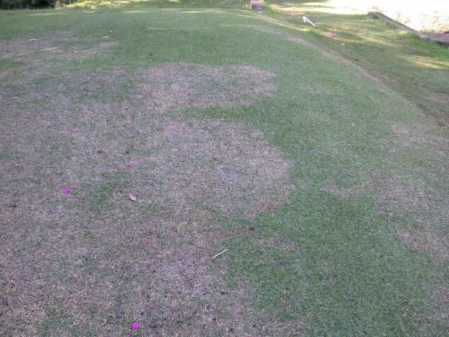 Large patch disease caused by Rhizoctonia solani.