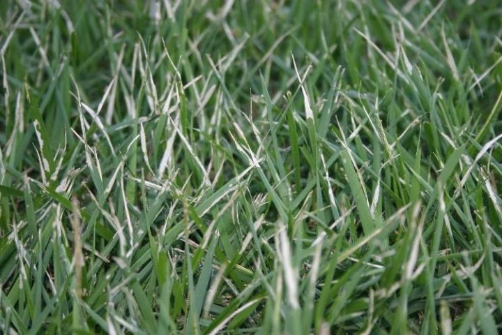 Sod webworm damage on zoysiagrass.
