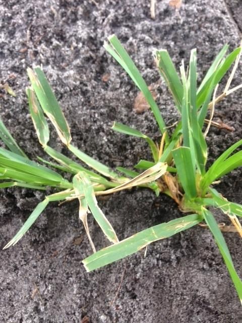 A few turfgrass sprigs with flat and slightly folded leaves grow from dark-colored soil.