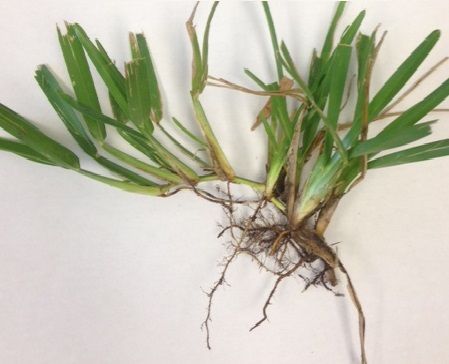 Several sprigs with flat and folded leaves growing from a horizontal stolen that has roots growing along its underside.