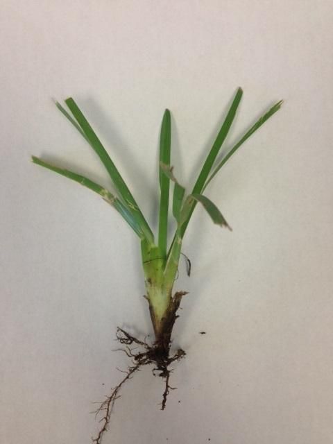 Single turfgrass sprig with flat, folded leaves and dirt still at the roots.