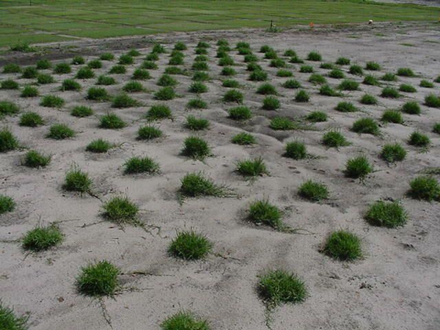 Round puffs of green grass grow evenly spread apart in square block of sandy soil.