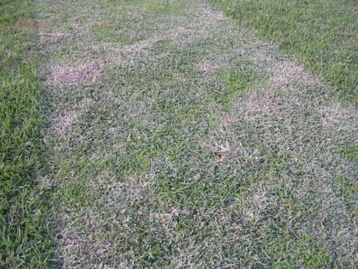 Figure 2. A lawn showing scalping damage.