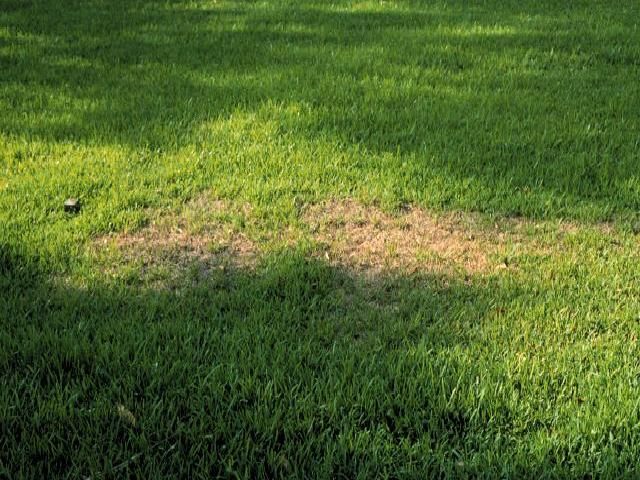 Figure 3. Dry patches in St. Augustinegrass. No disease.