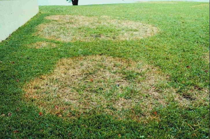 Figure 2. Brown patch symptoms on St. Augustinegrass.