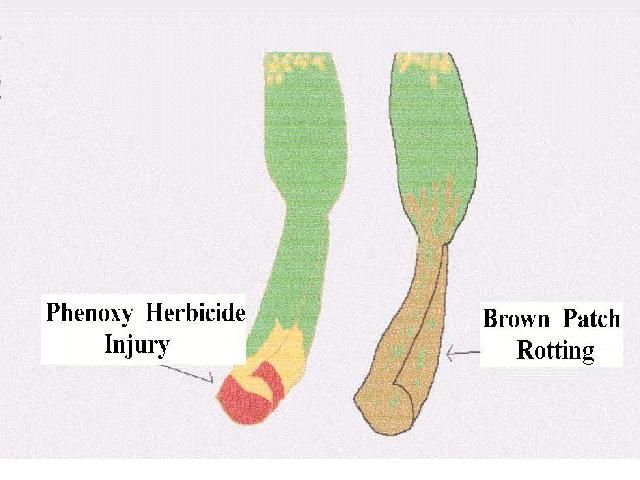 Figure 4. Comparison of phenoxy herbicide damage (left) and basal leaf rot due to brown patch (right).