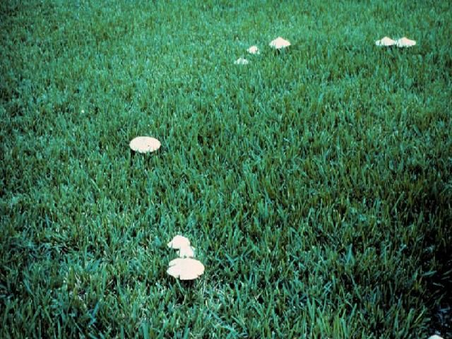 Figure 2. Type III fairy ring with only mushrooms present.