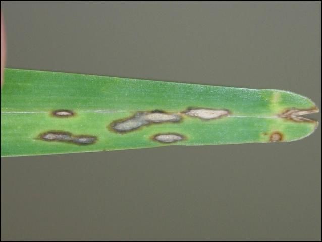 Figure 1. Leaf spot symptoms of gray leaf spot are shown on a St. Augustinegrass leaf blade. The gray coloration in the center of the lesions is a flush of spores produced after incubation at 100% relative humidity for 24 hr. Rapidly expanding lesions will sometimes have an olive green, water-soaked border.