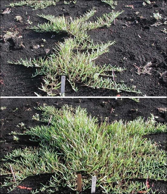 Figure 4. Gray leaf spot can substantially reduce vigor and can prolong the grow-in phase of St. Augustinegrass sprigged for sod production. Both sprigs in the figure were planted at the same time, but only the plot on the bottom was treated with a Qol fungicide product to prevent gray leaf spot.