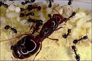 Little black ants attacking fire ant queen.