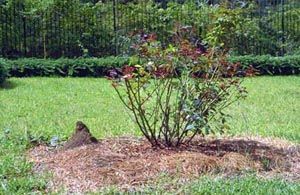 An unsightly mound built by imported fire ants.