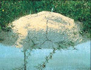 Treatment for fire ants with a granular product.