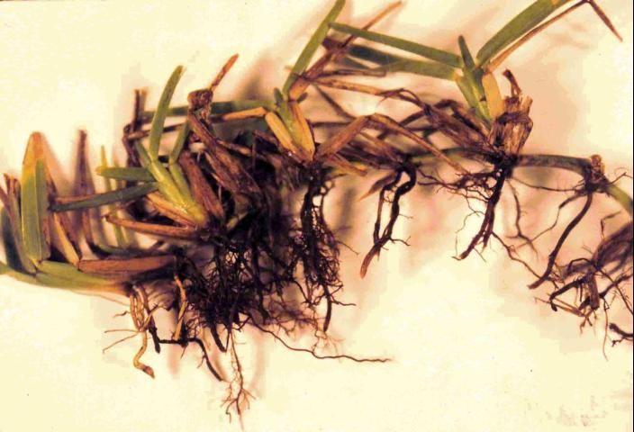 Figure 1. St. Augustinegrass roots rotted due to take-all root rot.