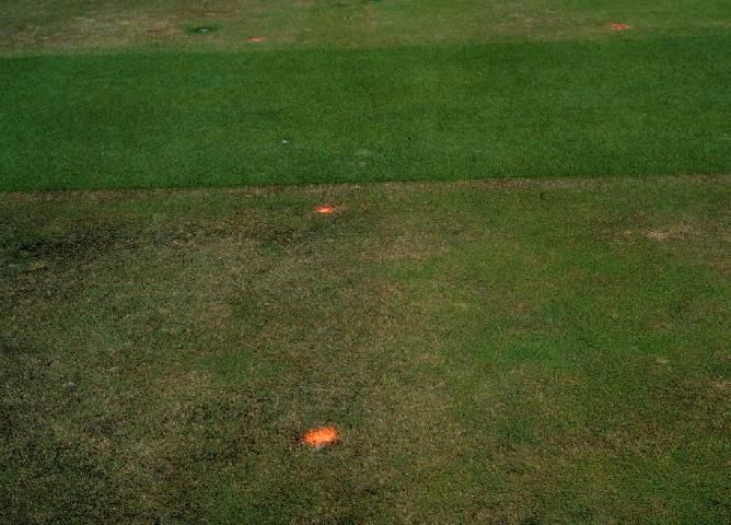 Figure 4. Healthy bermudagrass (green strip at top) cut at the correct height compared to severely diseased bermudagrass (bottom) cut too low.