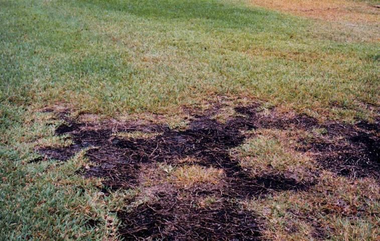 Figure 3. Turfgrass death caused by take-all root rot.