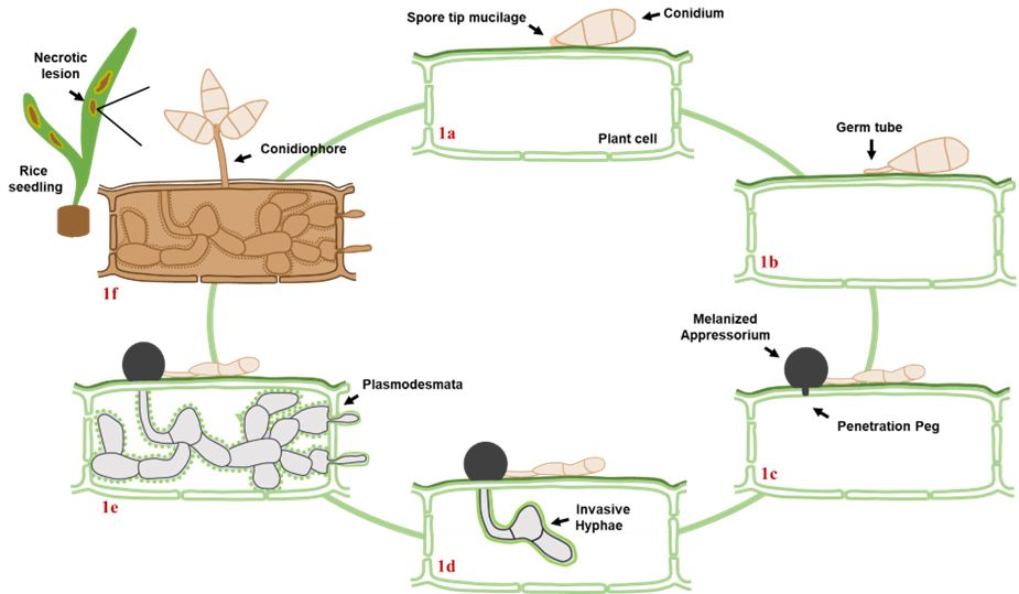 The life cycle of the hemibiotrophic M. oryzae. Rice blast begins when a three-celled spore called a conidium (1a) lands on the surface of the leaf. This is the start of the biotrophic phase. Following environmental conditions that favor disease development, a germ tube is formed (1b) which later differentiates into a melanized appressorium (darkly pigmented penetration structure) (1c). Turgor pressure is generated within the appressorium and directed towards the leaf cuticle via the penetration peg (1c). Once inside the plant cell, M. oryzae differentiates into invasive hyphae (1d) which move from cell to cell via plant cell connections known as plasmodesmata (1e). After 4–5 days, M. oryzae switches to a necrotrophic growth (1f), characterized by plant cell death and the formation of necrotic lesions on the surface of the leaf that contain thousands of spores that are able to spread and begin the infection cycle again. 