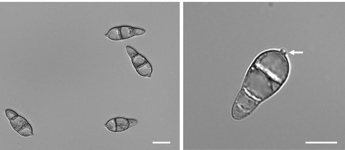 Illustration of the morphology of conidia (the plural of “conidium”) from M. oryzae. Each conidium consists of three cells, with a white arrow indicating the scar where the conidium separated from the conidia-producing structure in the fungus, known as conidiophore. The scale bar represents 10 µm. 