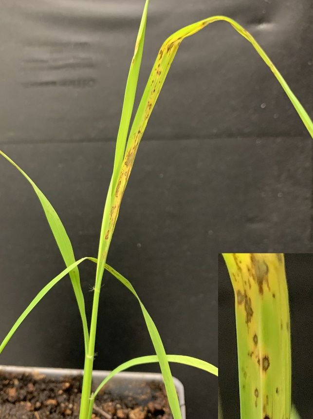 Rice blast necrotic lesions on susceptible rice plants. 