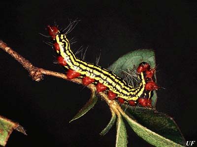 Figure 4. Azalea caterpillar.