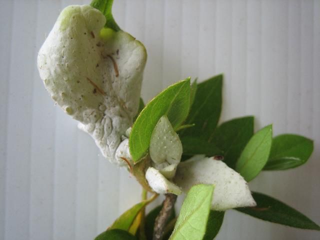 Figure 5. Azalea leaf and flower gall.