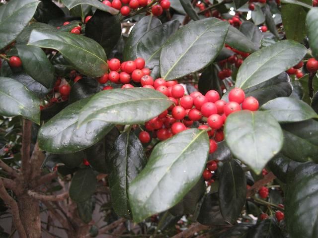 Figure 3. Holly berries attract birds and add color to the winter landscape.