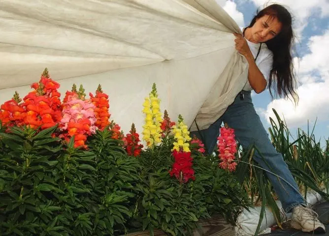 A woman covering landscape plants with a cloth cover.