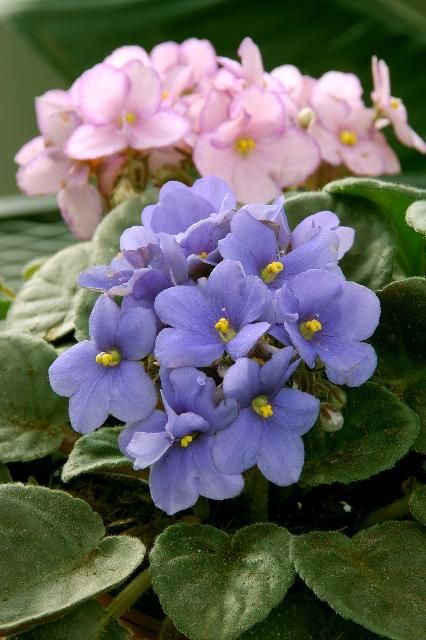 Figure 1. Many flower colors and forms of African Violets exist.