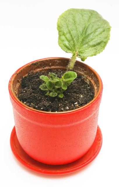 Figure 4. African Violets are easy to propagate from leaf cuttings.