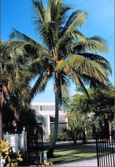 Figure 1. A Maypan coconut palm, growing in Ft. Lauderdale, FL in 2008.