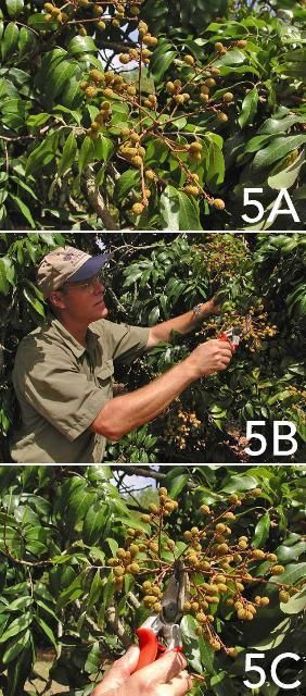 Figure 5. 5a) Longan fruit; 5b) Longan fruit thinning; and 5c) Longan fruit thinning—placement of the pruning cut.