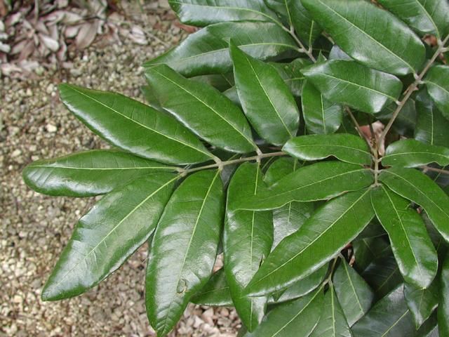 Figure 2. 'Kohala' longan leaves.
