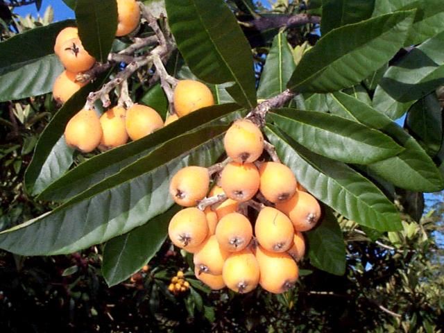 Figure 1. Loquat fruit.