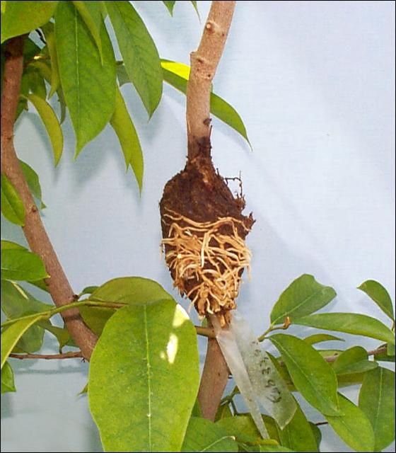 Figure 8. Air layering on a lychee tree.