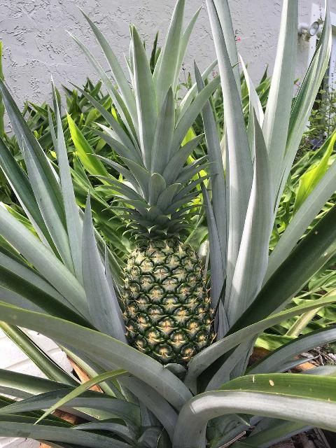 Figure 1. Closeup of pineapple grown in a container in the home landscape.