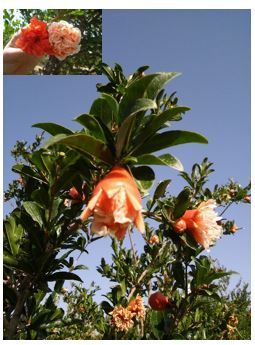 Figure 4. Ornamental pomegranate.