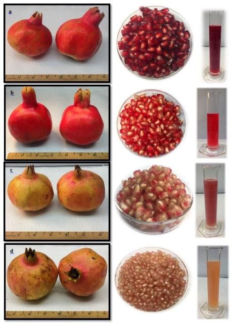 Figure 10. Fruit, aril, and juice characteristics of four pomegranate cultivars grown in Florida; fruit harvested in August 2018. a) 'Vkusnyi', b) 'Crab', c) 'Mack Glass', d) 'Ever Sweet'.