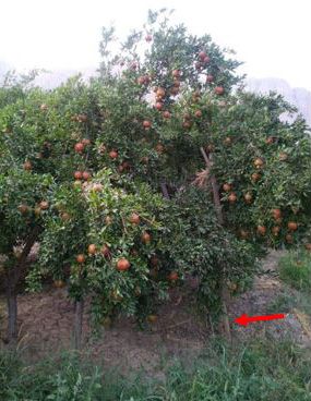 Figure 14. Pomegranate tree branch supported due to heavy fruiting.