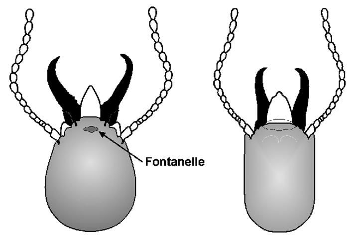 Figure 3. Soldier heads of C. formosanus (left) and native subterranean termite (right).