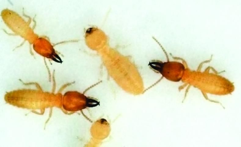 Figure 4. Soldiers (orange-brown, oval-shaped head) and workers of the Formosan subterranean termite.