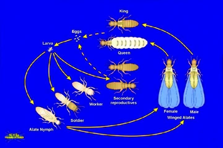 Figure 2. Life cycle of the Formosan subterranean termite.