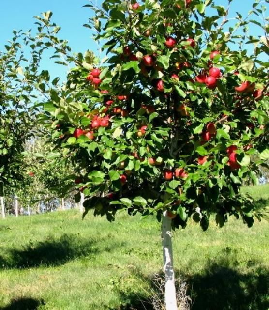 Figure 1. Apple tree.