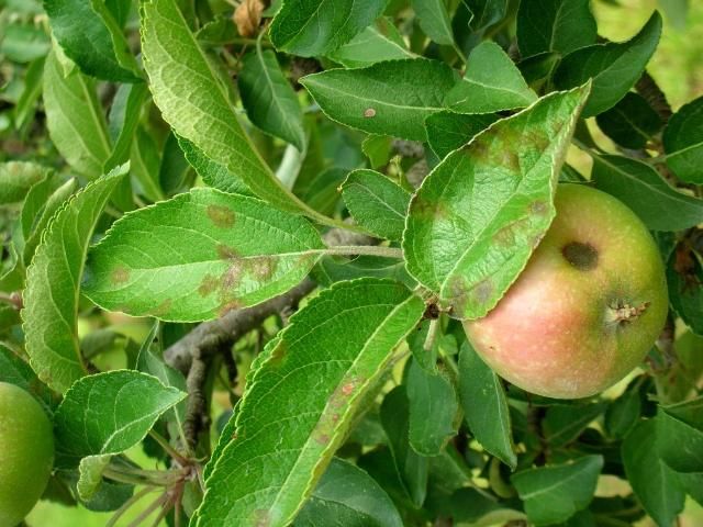 Figure 8. Characteristic lesions of apple scab on mature leaves.