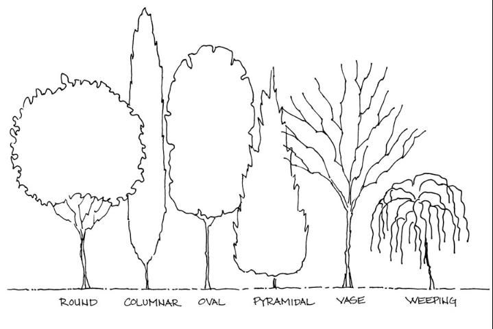 Figure 6. Tree forms.