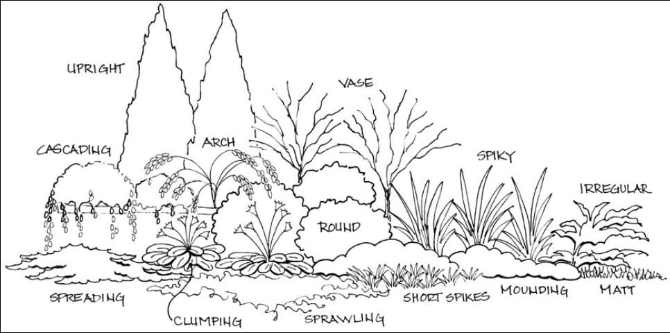 Figure 7. Shrub and groundcover forms.