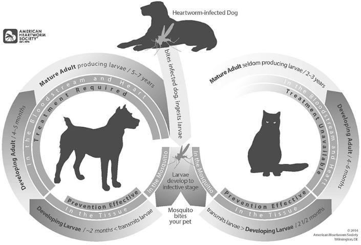 Figure 2. Life Cycle of Dog Heartworm